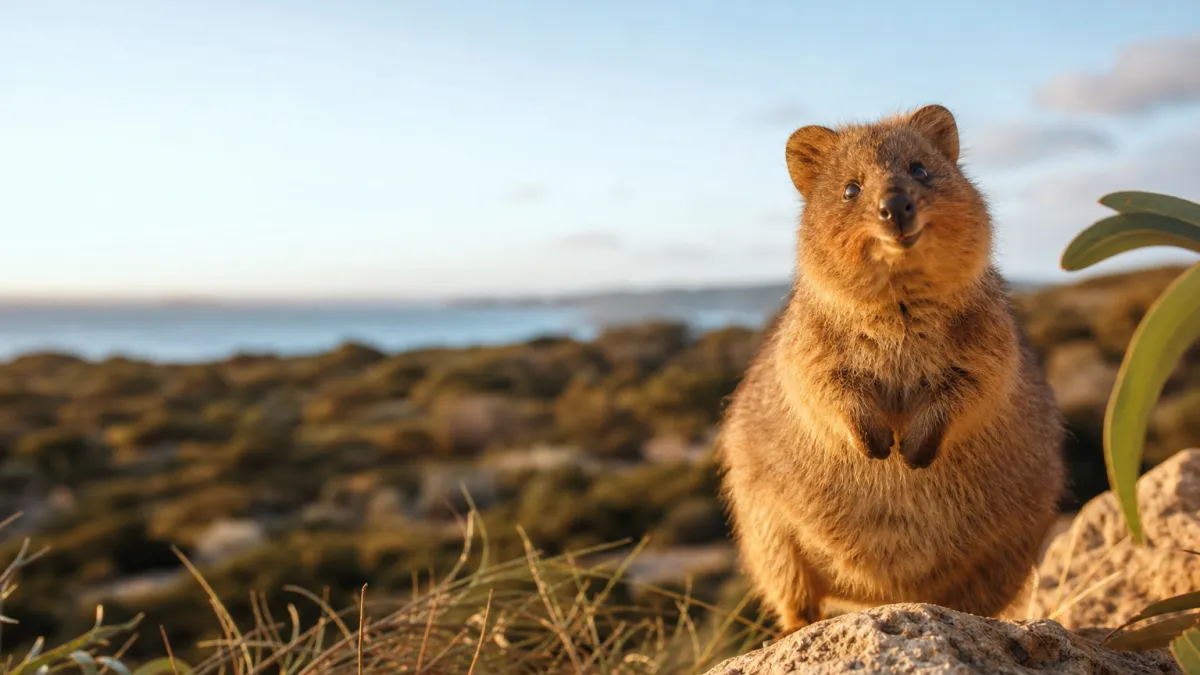 Animal en Q : découvrez la liste complète et illustrée